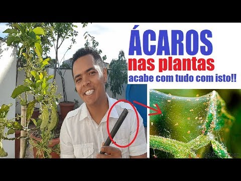 Acabar com ácaros nas plantas(jeito mais fácil que existe)