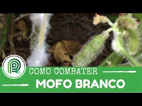 Saiba como combater o mofo branco