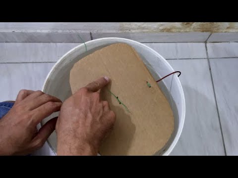 Como fazer uma armadilha para  ratos eficiente e infalível