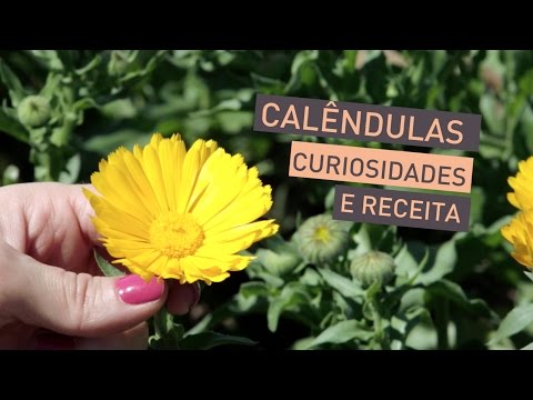 Calêndula: curiosidades e receitinha