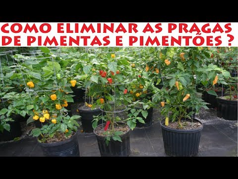 Como eliminar as pragas das Pimentas e Pimentões ( ácaros )