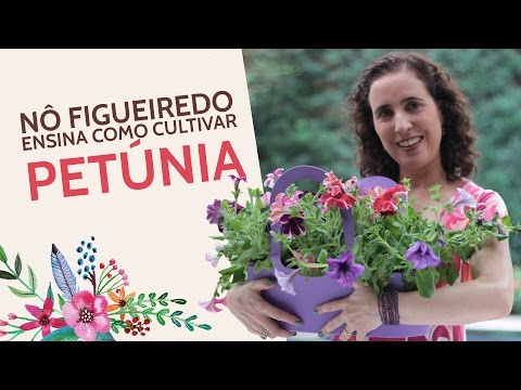 Nô Figueiredo Ensina Como Cultivar Petúnia
