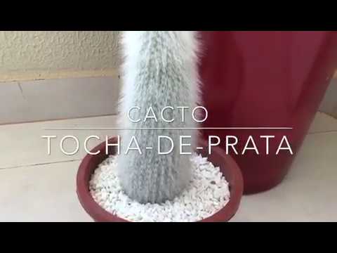 Cacto tocha-de-prata