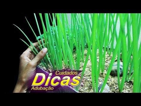 Como Cultivar Cebolinha |DICAS, CUIDADOS, ADUBAÇÃO|