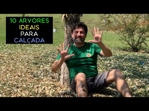 10 Árvores Ideais Para Calçada