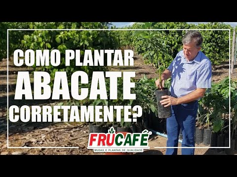 Como Plantar ABACATE Corretamente?