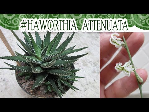 #Suculentadodia! | Haworthia Attenuata