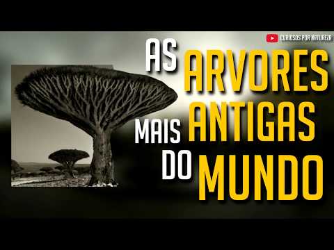 as ARVORES MAIS ANTIGAS do MUNDO