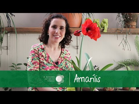 Como Cultivar Amarílis | Nô Figueiredo