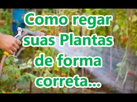 Como regar as suas plantas da maneira correta e eficiente