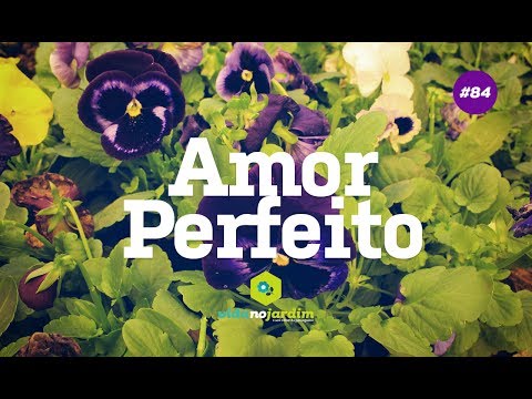 Como cuidar e plantar Amor Perfeito