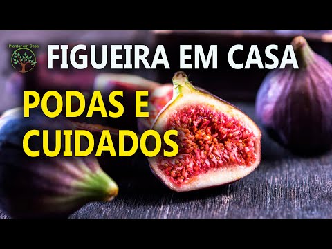 Figueira, Podas e Cuidados para Boa Frutificação