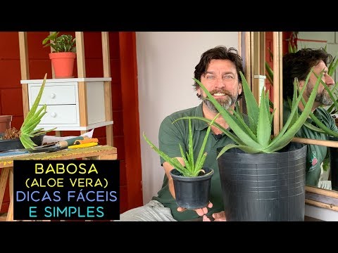 Babosa (Aloe Vera): Dicas Fáceis e Simples