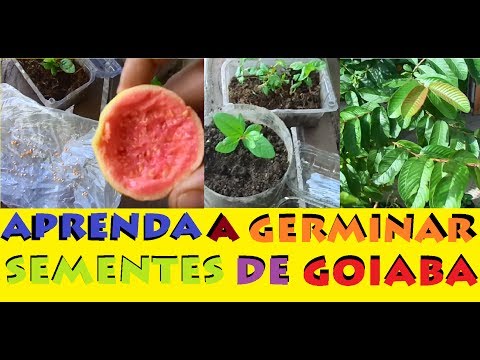 Como Plantar Goiaba em Vasos, método mais simples e fácil