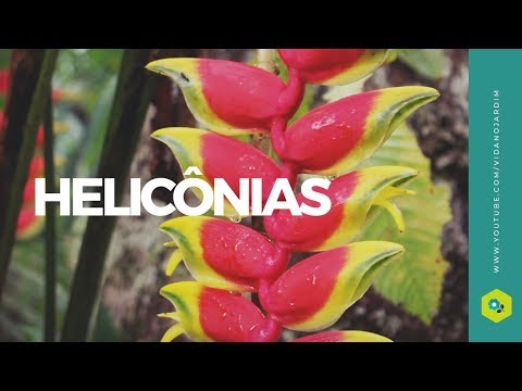 Helicônias, características e curiosidades