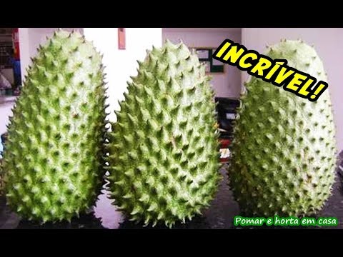 COMO PLANTAR GRAVIOLA GIGANTE!!!