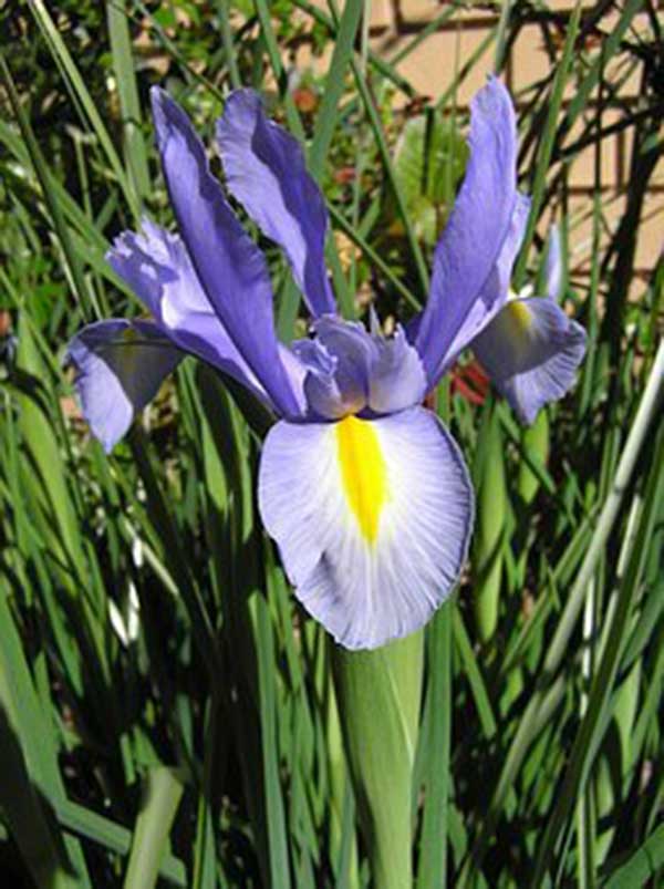 Iris 1