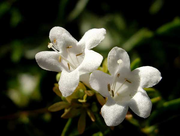Abelia X Grandiflora 5