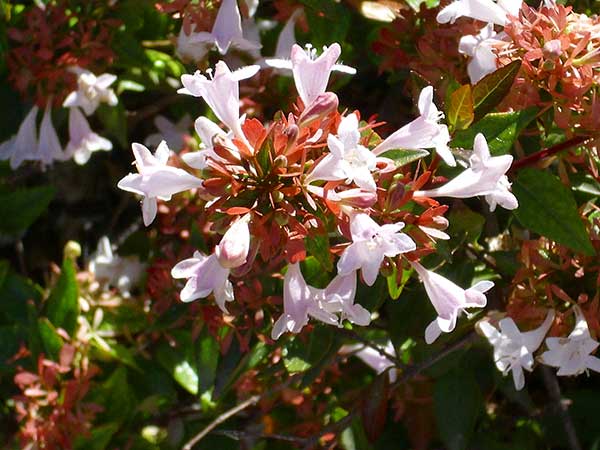 Abelia X Grandiflora 6
