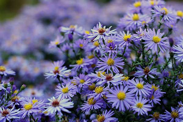 Aster 4