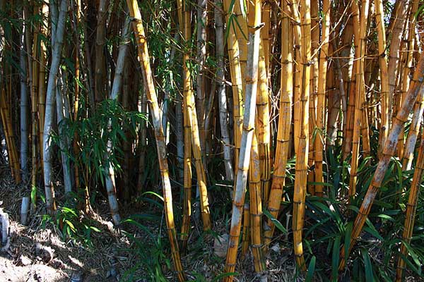 Bambu do Japao 2