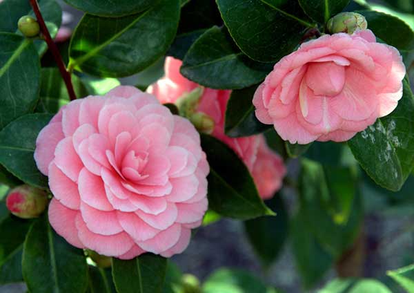 Camellia Japonica 4