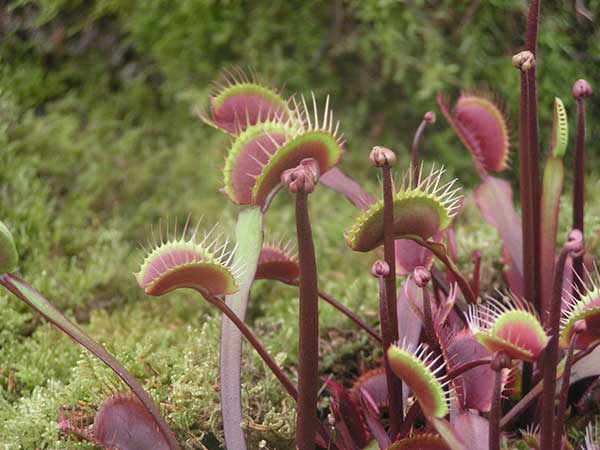 Dionaea muscipula 1