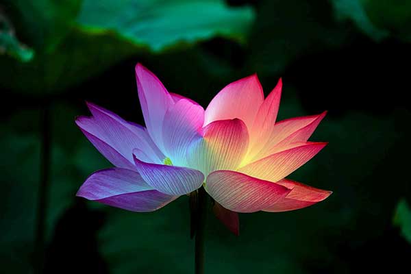 Flor de Lotus 1