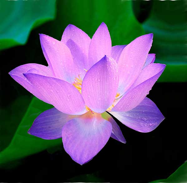 Flor de Lotus 3