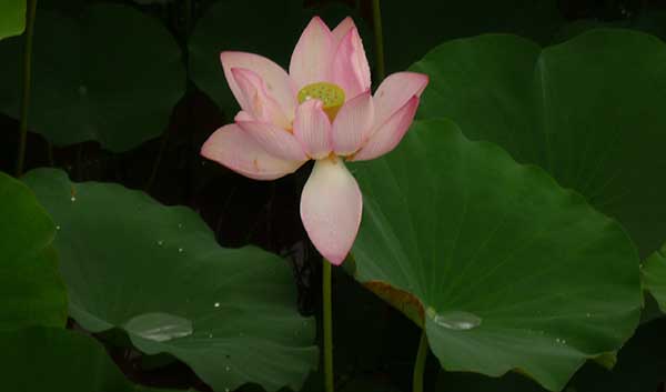 Flor de Lotus 5