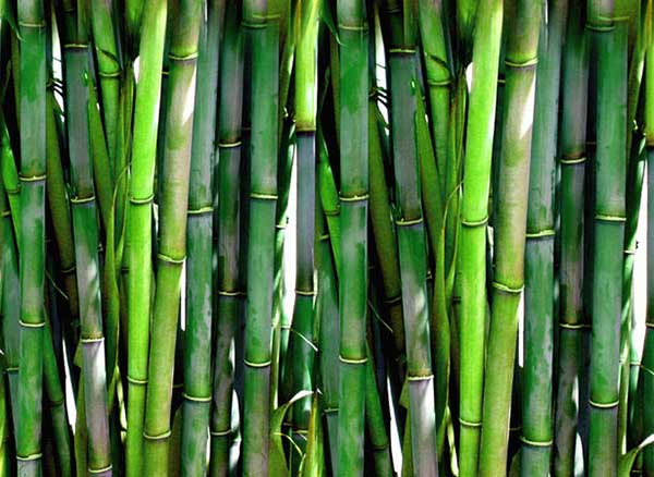 Bambu 1
