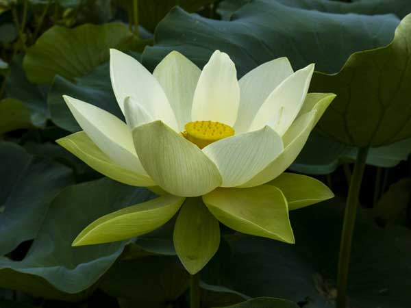 Flor de Lotus 3