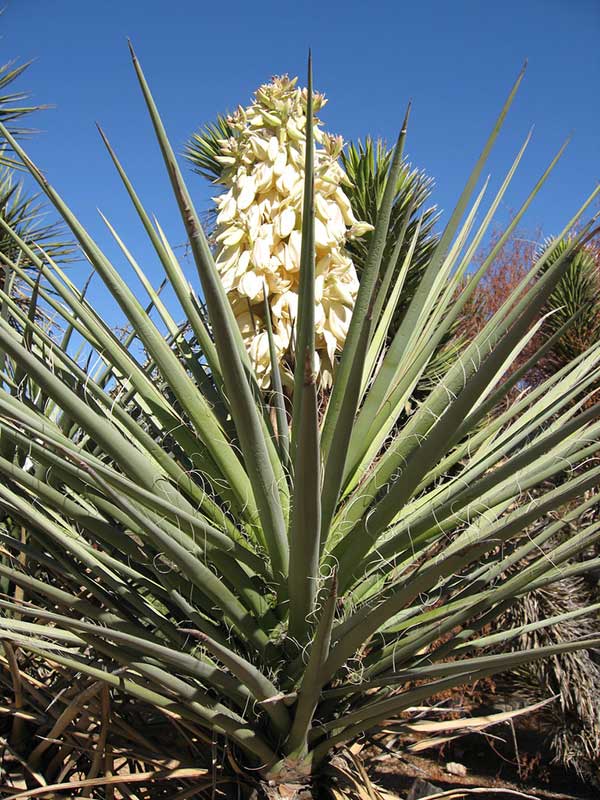 Yucca baccata 3