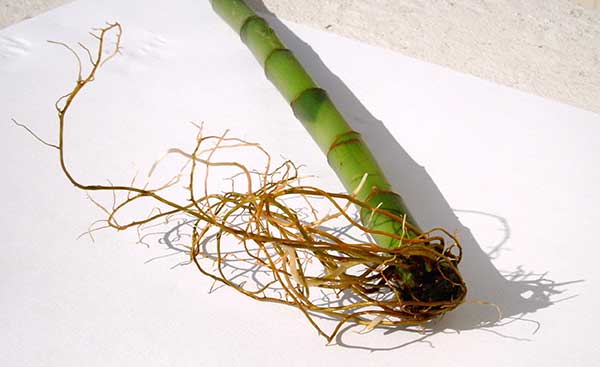 Bambu da Sorte 3