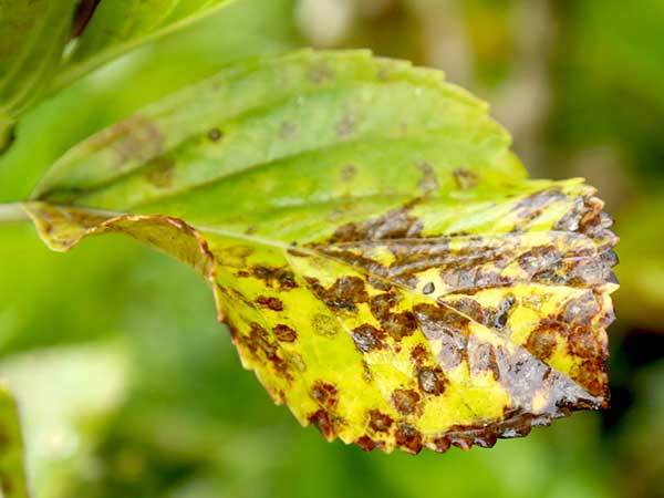 Doencas que Causam a Queda das Folhas