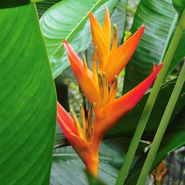 Flor Heliconia