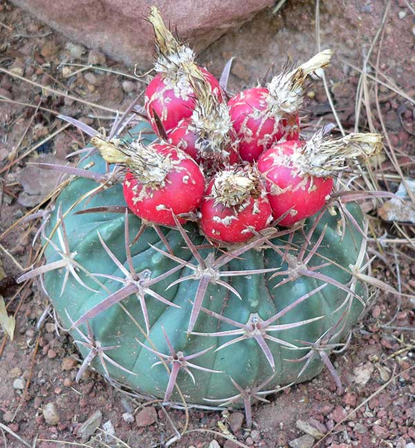 Echinocactus Texensis 2