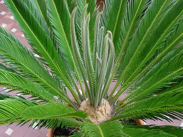 Palmeira sagu 2