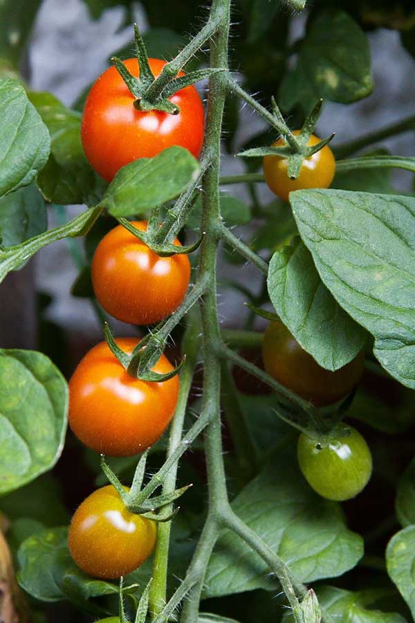 como plantar tomateiro