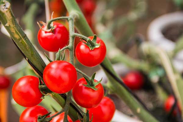 cultivo de tomate cereja
