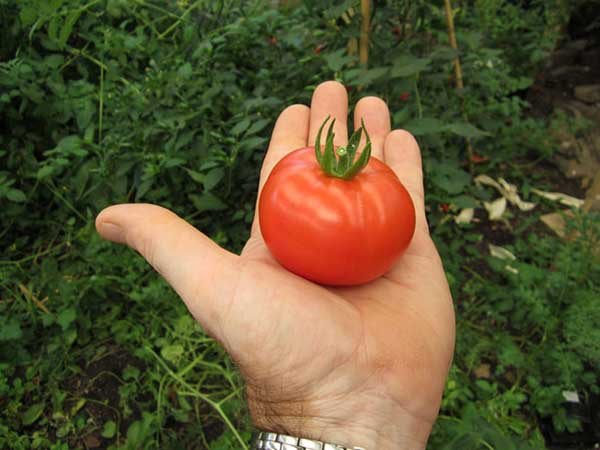 plantio de tomate