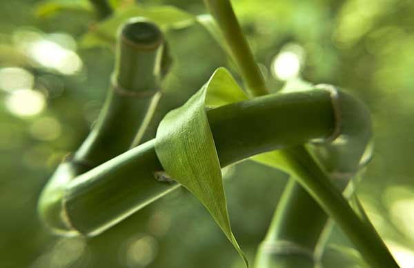 Bambu da Sorte 1