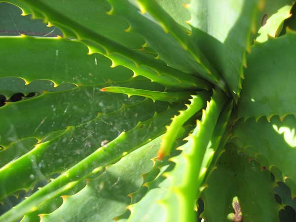 Como plantar Aloe Vera