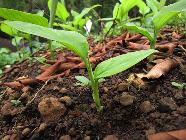 Como plantar turmerico