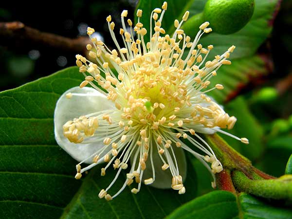 Flor de Psidium guajava
