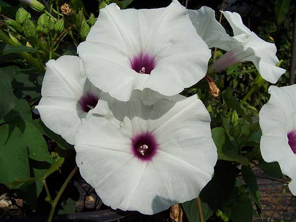 flor branca da batada doce