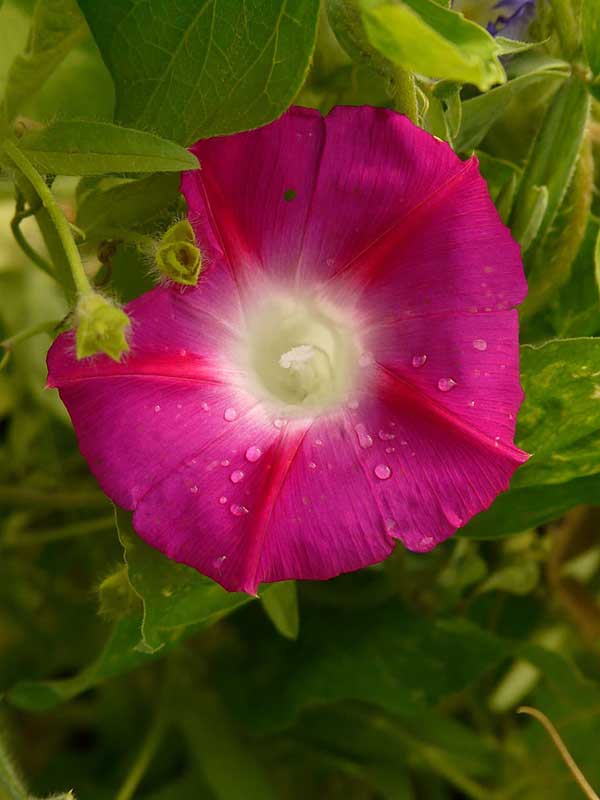 flor de jatica