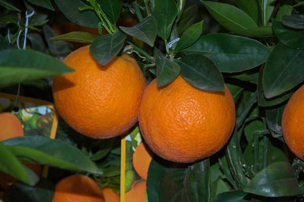 laranja 1