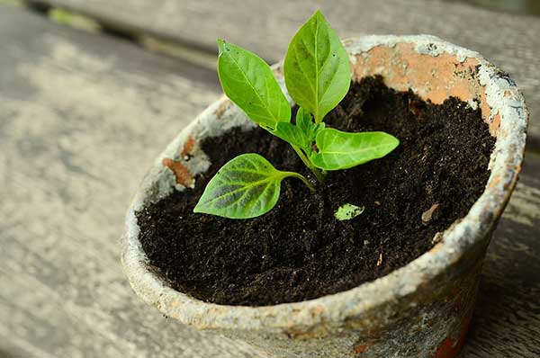 Como Cultivar Vegetais Em Vasos