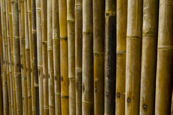 Bambu Chines